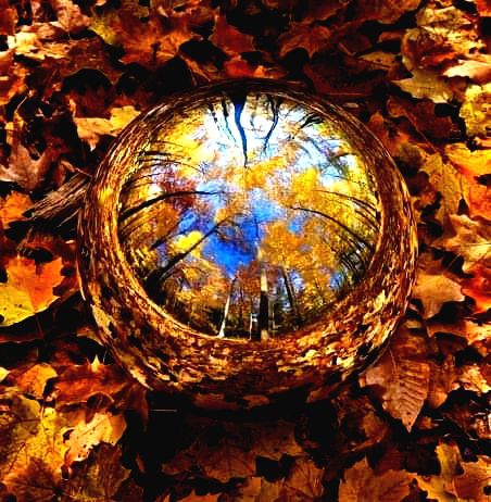 Reflexes
