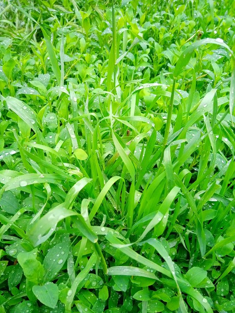 fonds d'écran plant, grass
