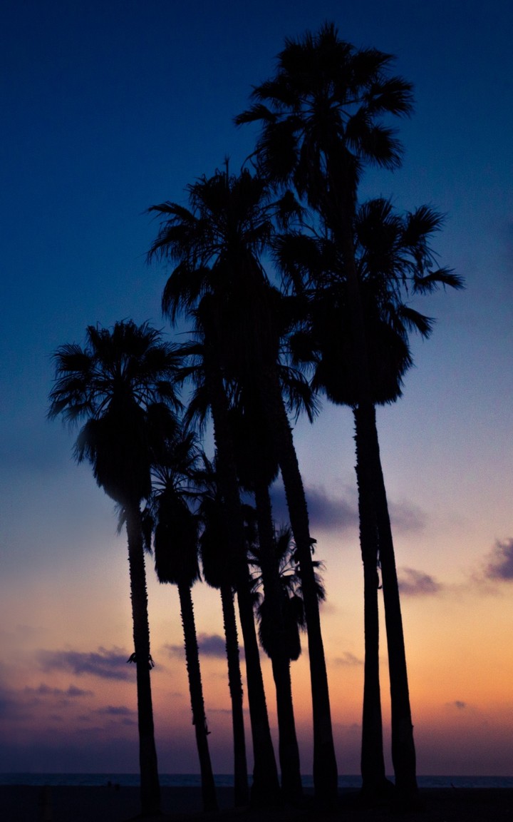 palm