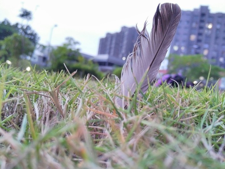 Feather