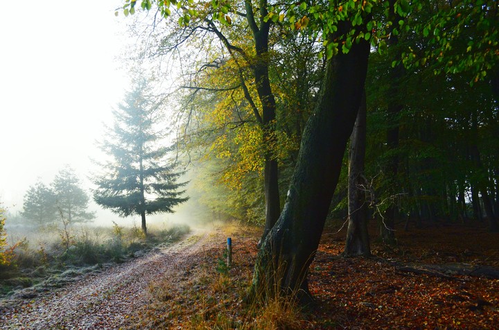 The morning sun