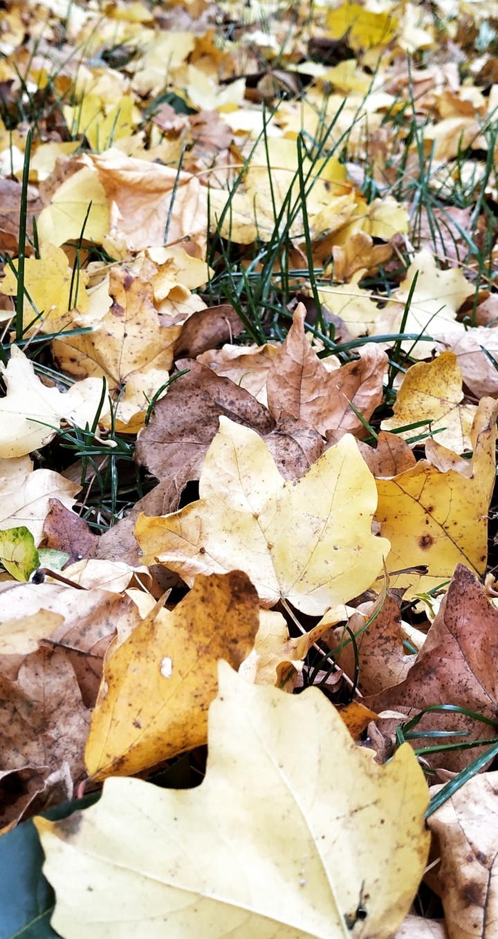 autumn