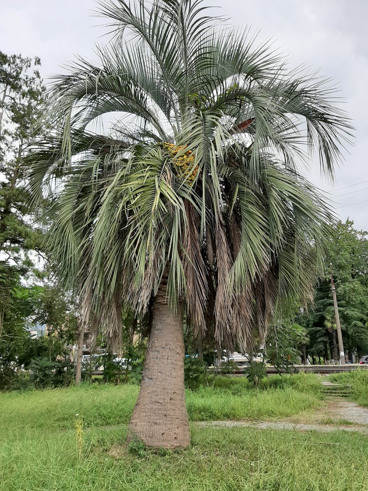 Palm