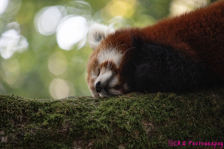 red panda