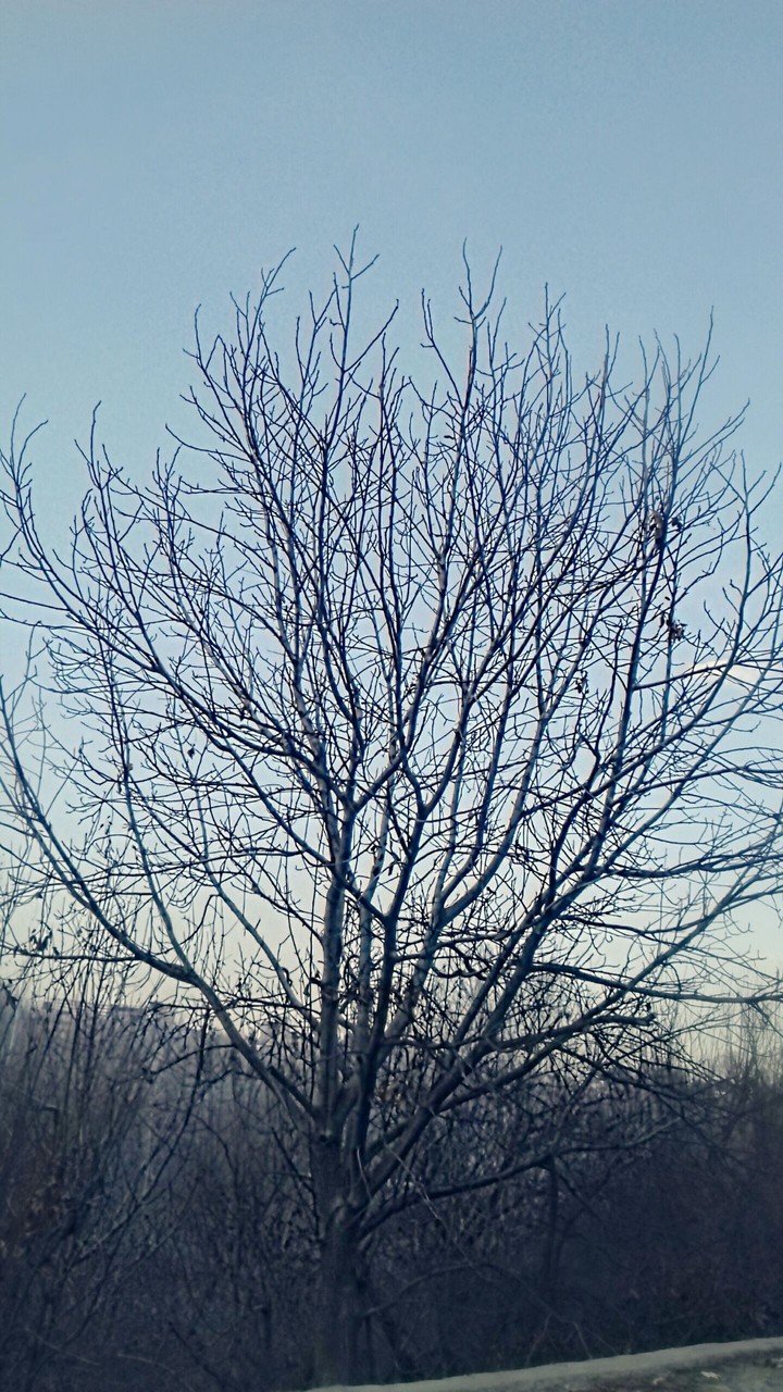 tree&sky
