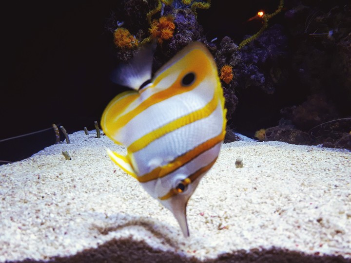 peixe oceanário