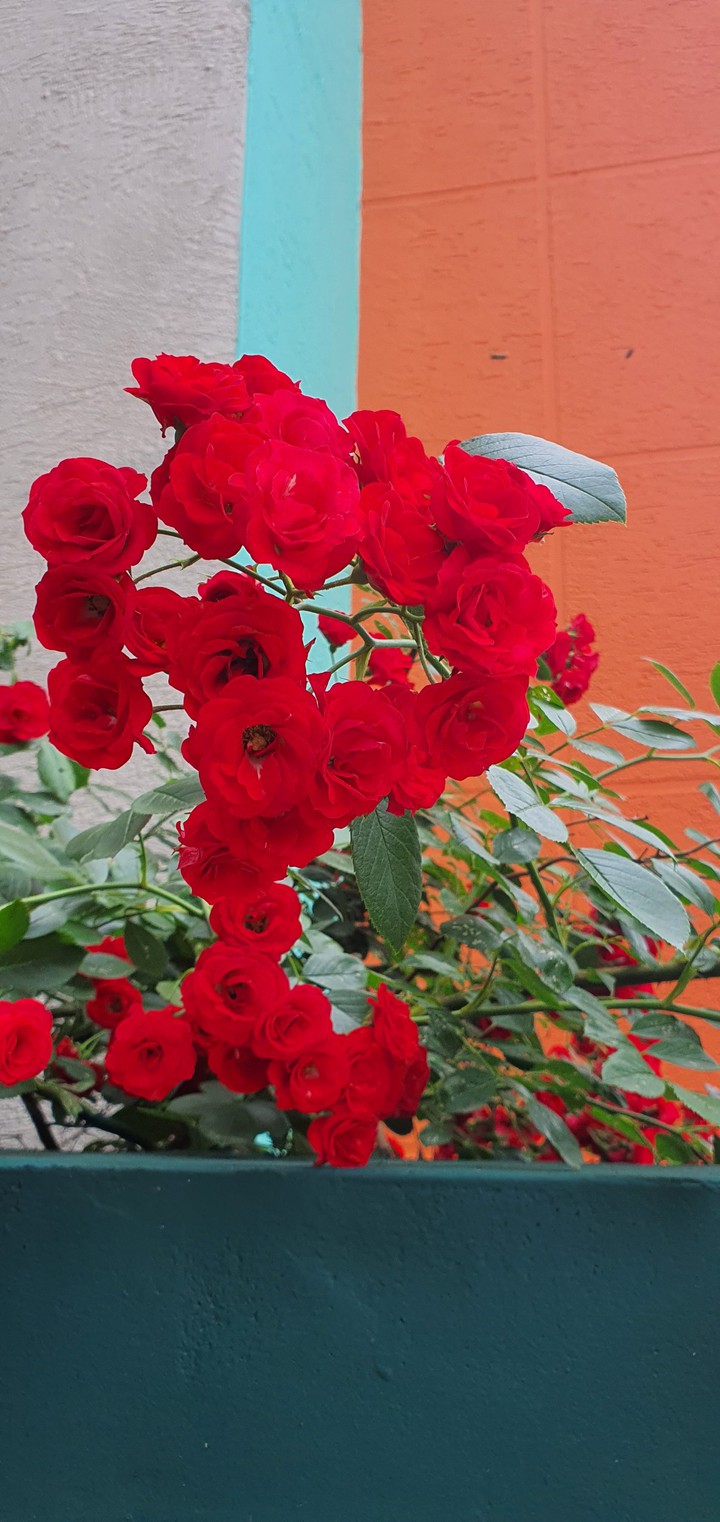 roses