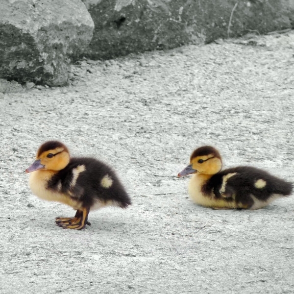 Ducks