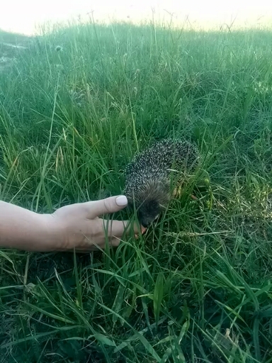 hedgehog)