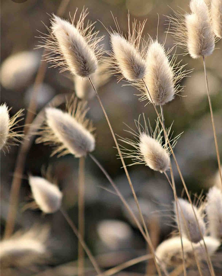field