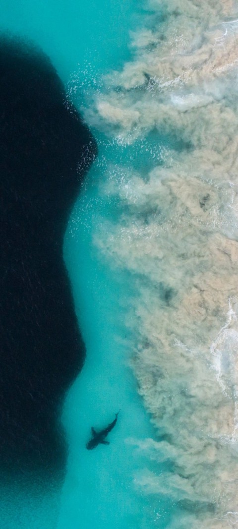 Shark