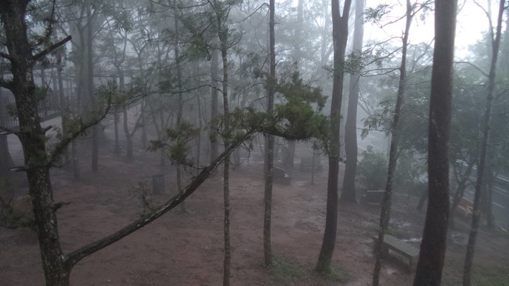 forest