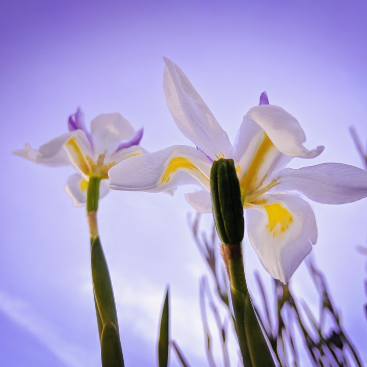 Lilies are beautiful to shoot at any time of the day