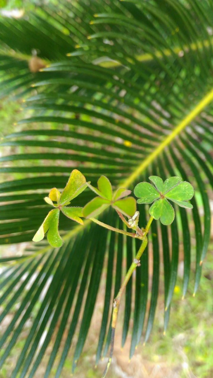 triple luck