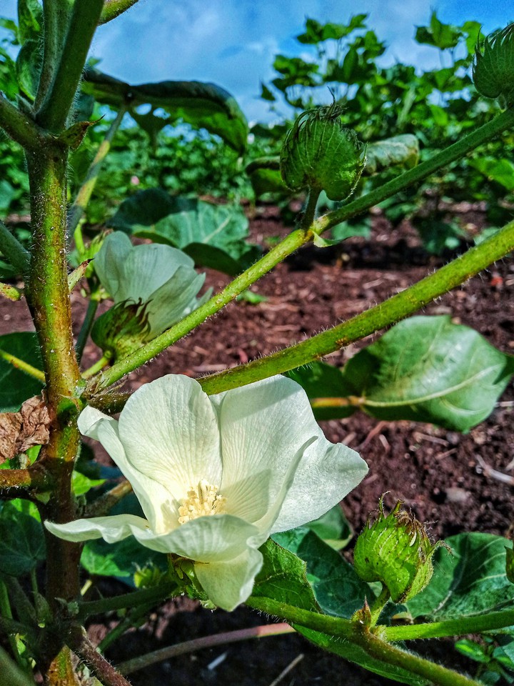 cotton flower