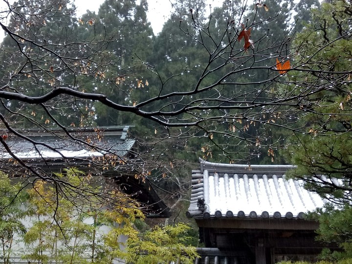 树枝