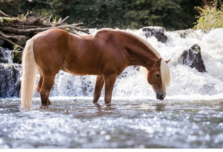 haflinger