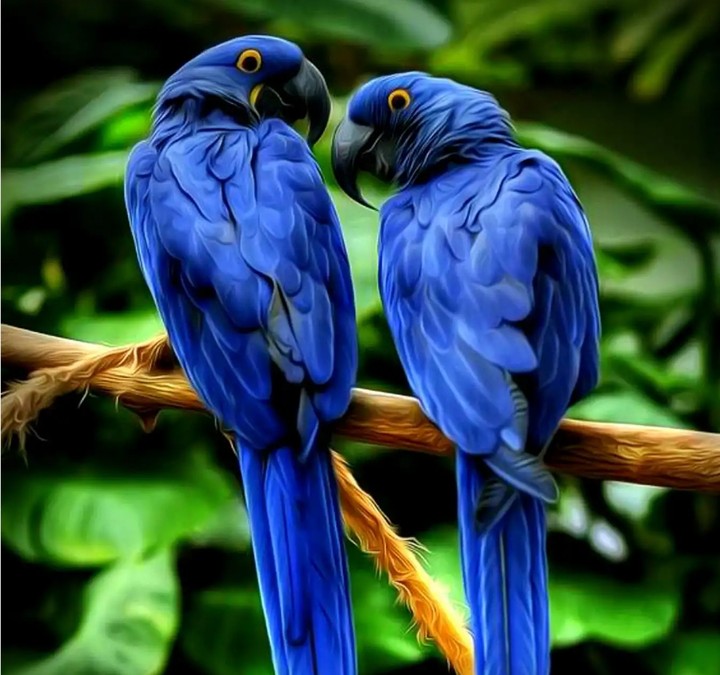 macaw