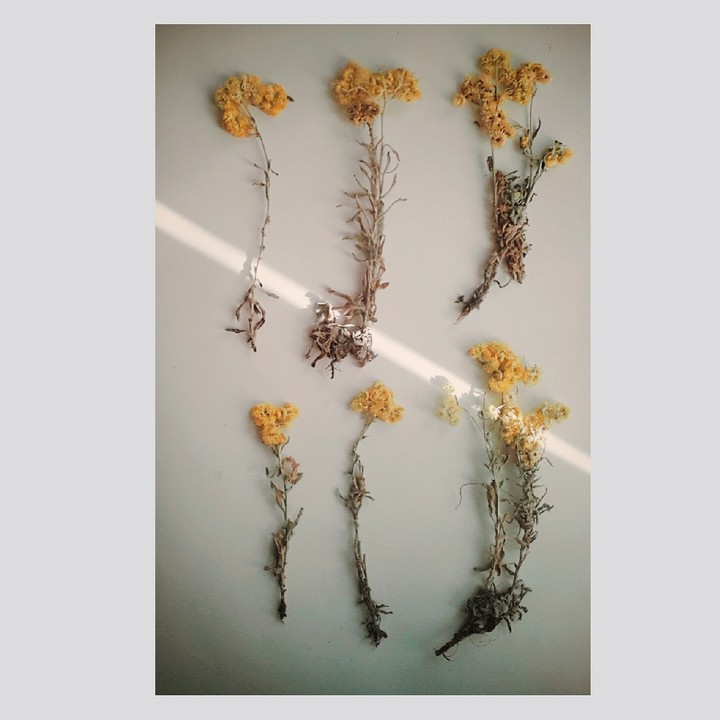 Herbarium
