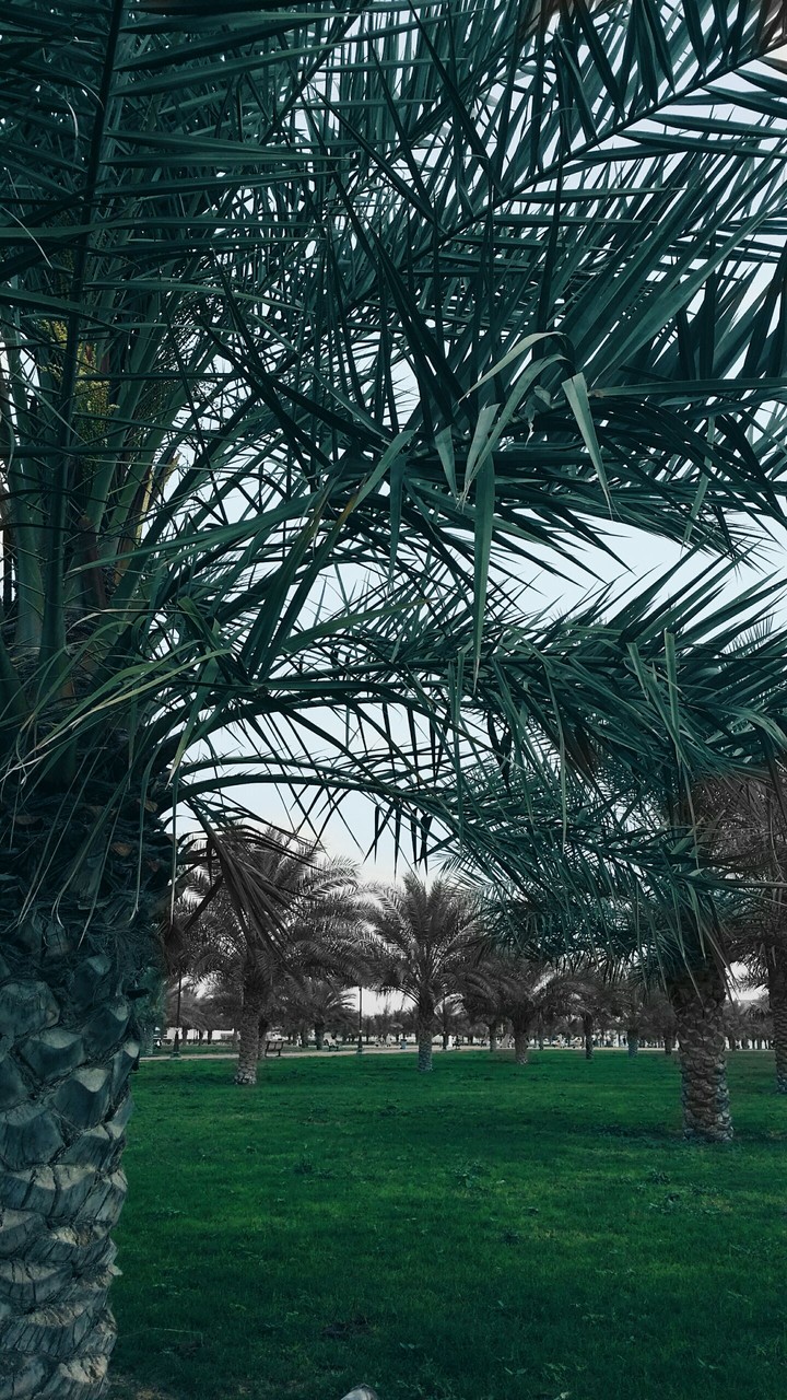 the natural art