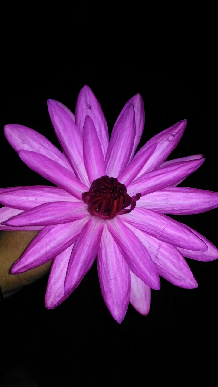 Lotus in the night