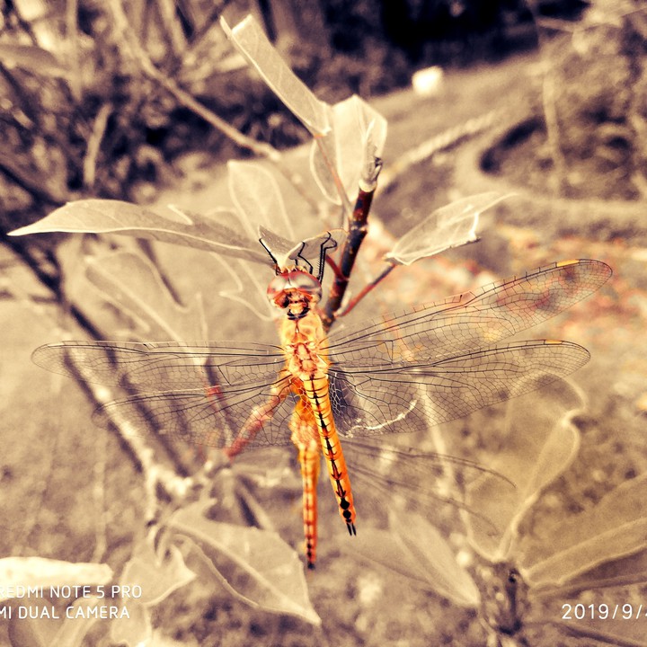 #dragonfly