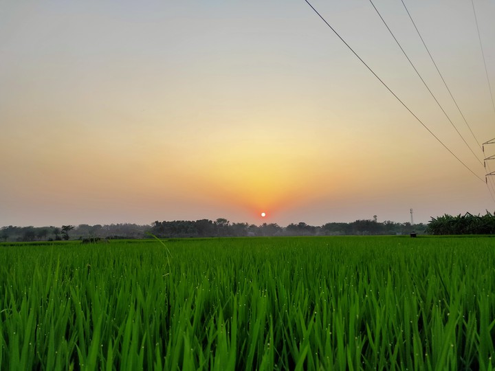 village evening time paddy land photo