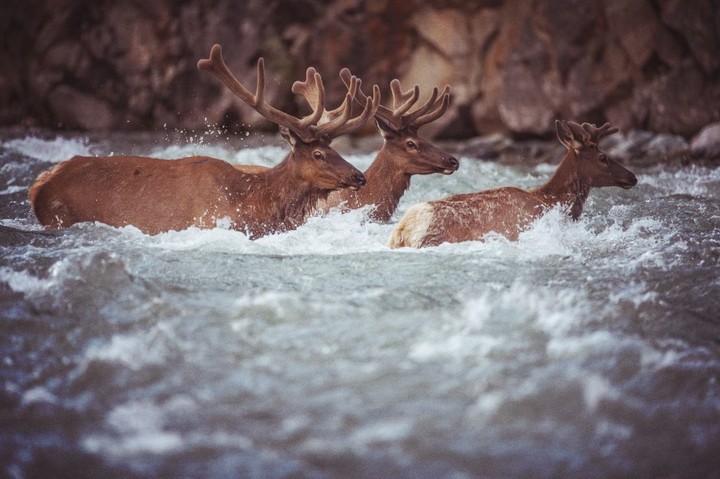 deer