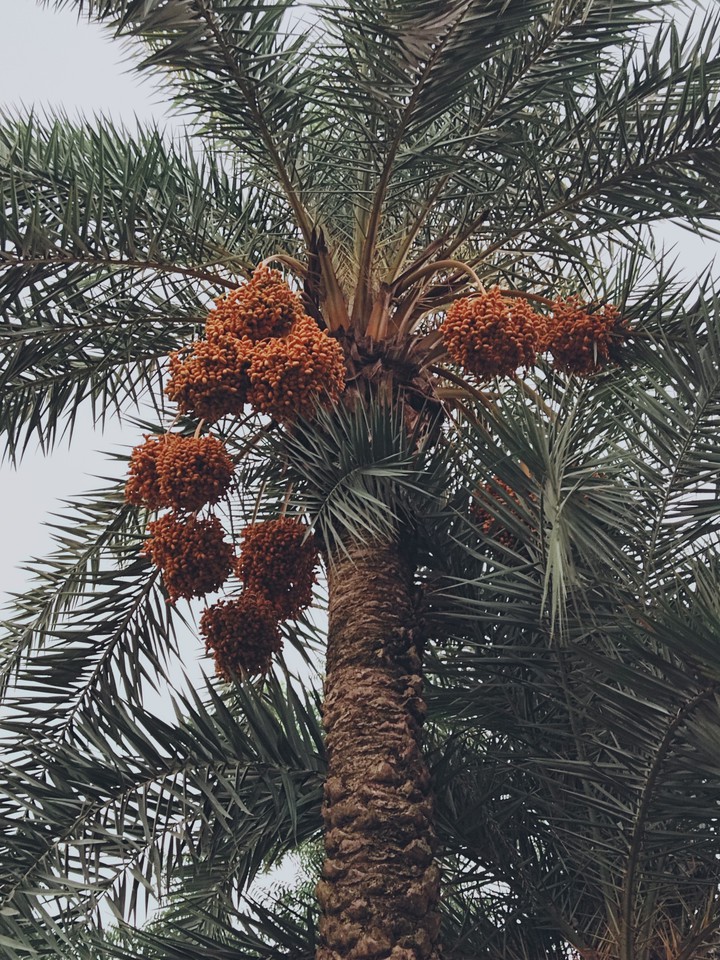 dates