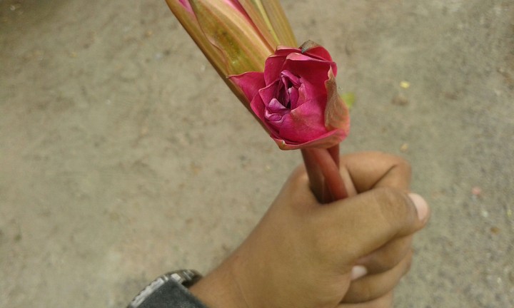lily