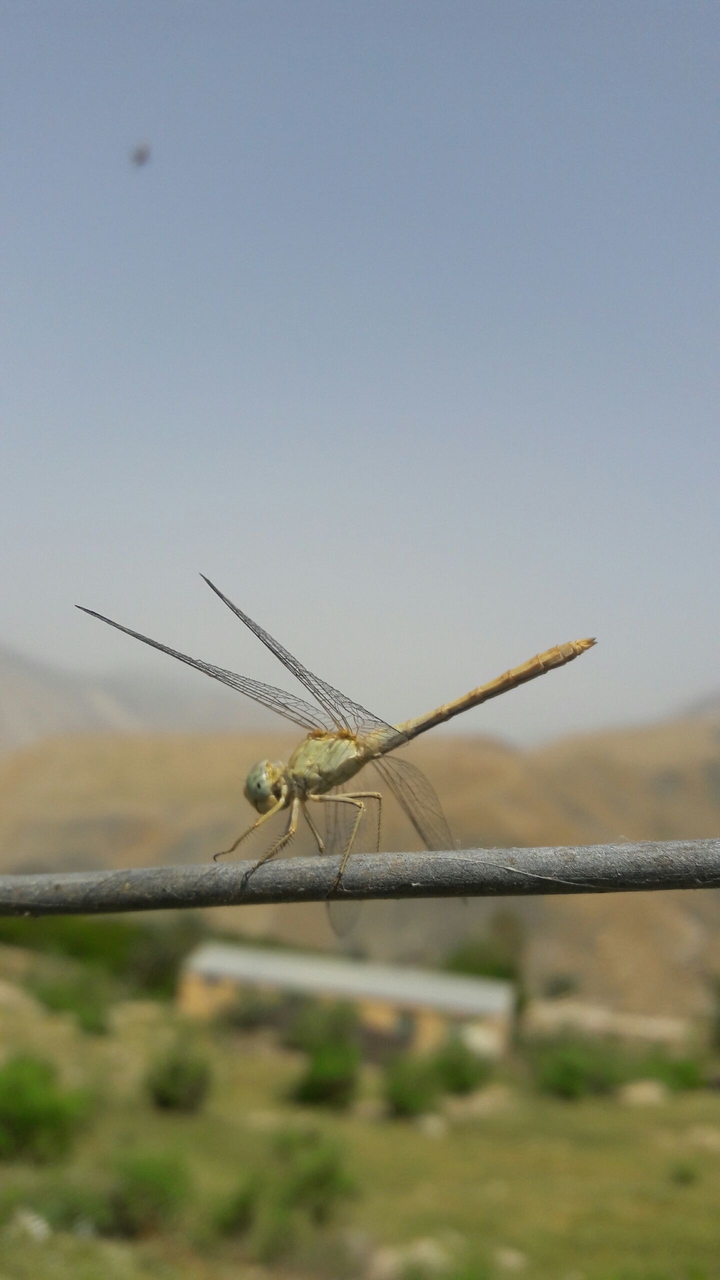 سنجاقک