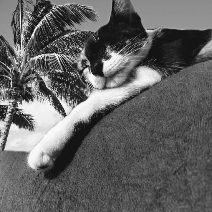 Gato