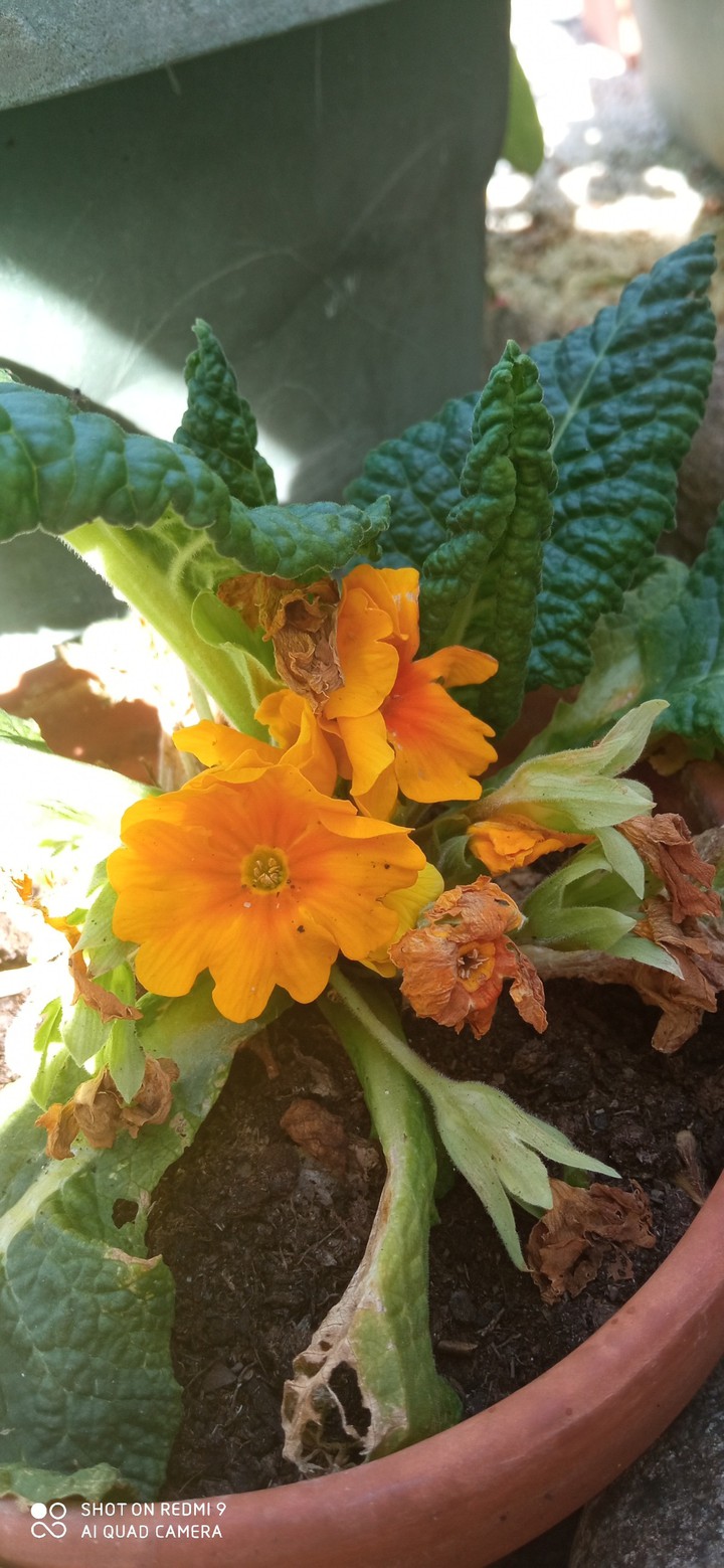 fleure