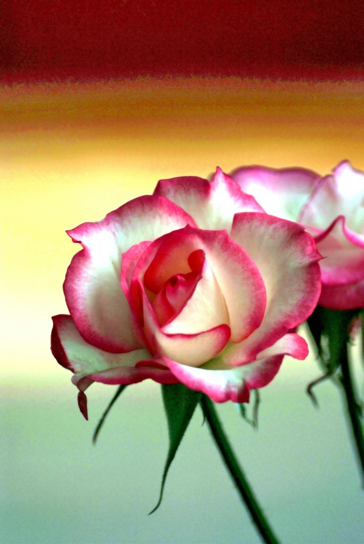 pink or white ?