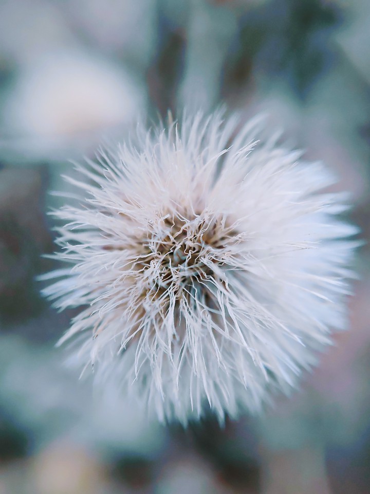 Little white fluff