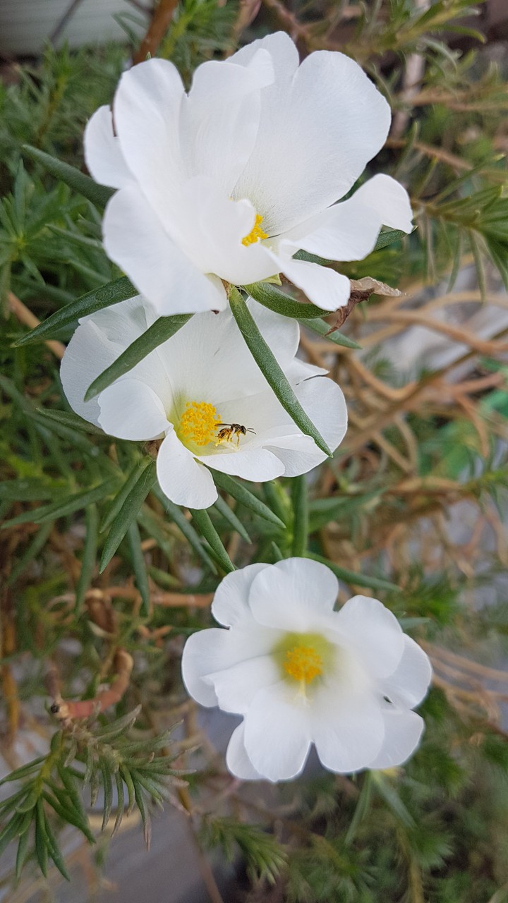 flor  de las 11