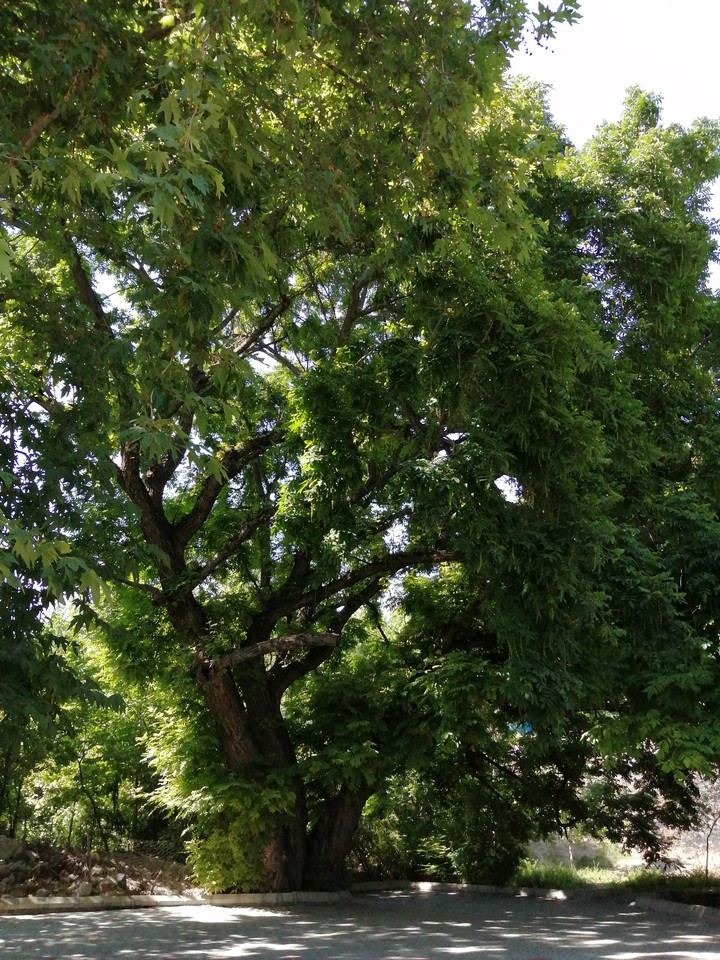 çınar