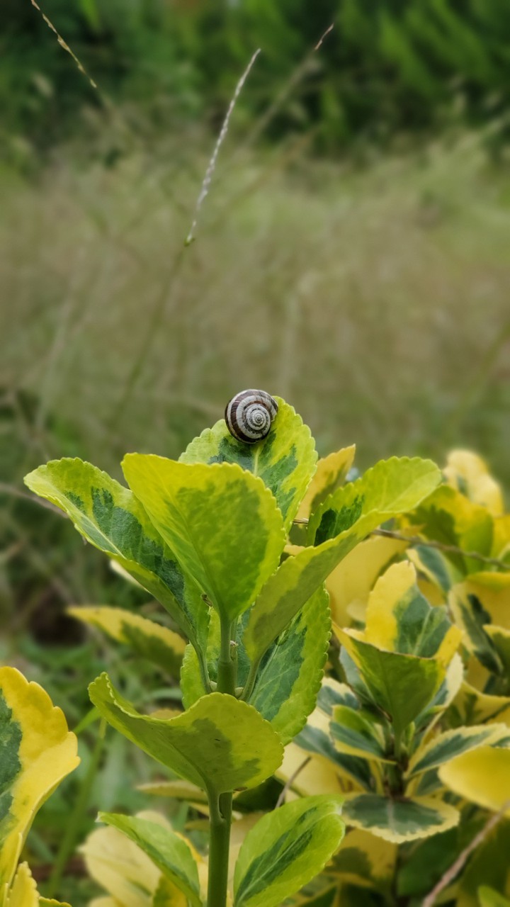 snail