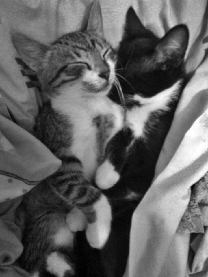 cat's love ♥