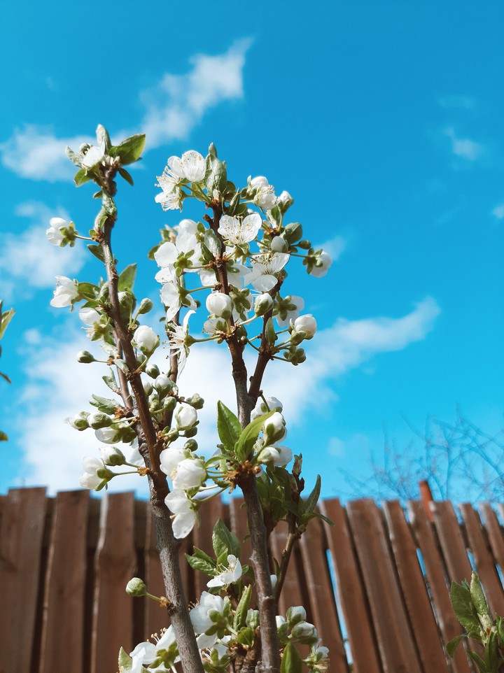 blossom