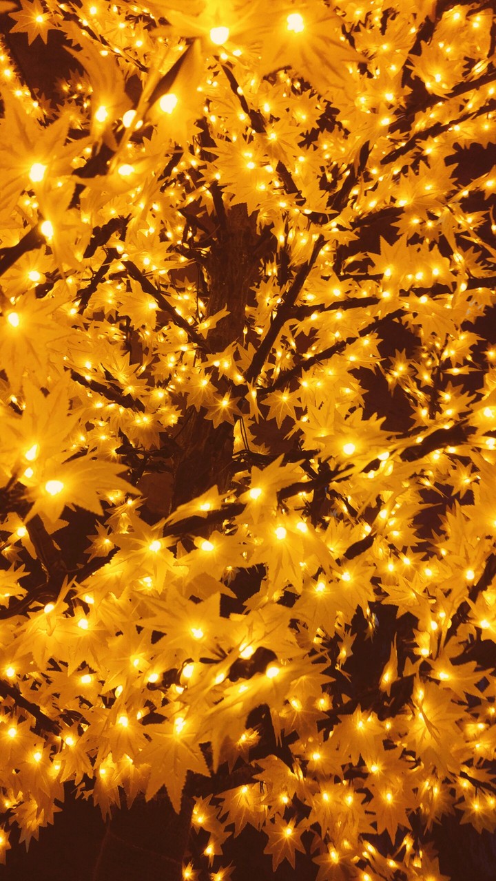 maidenhair tree