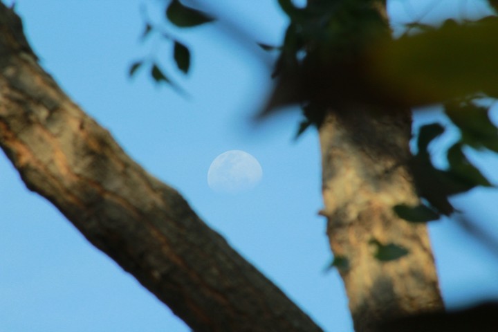 Moon