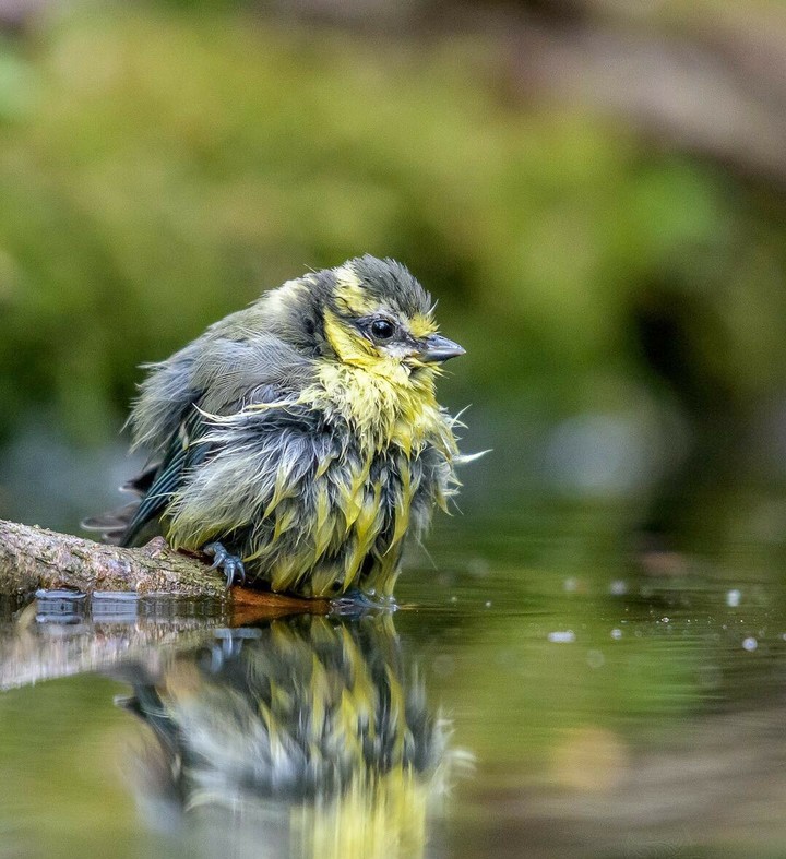 bird