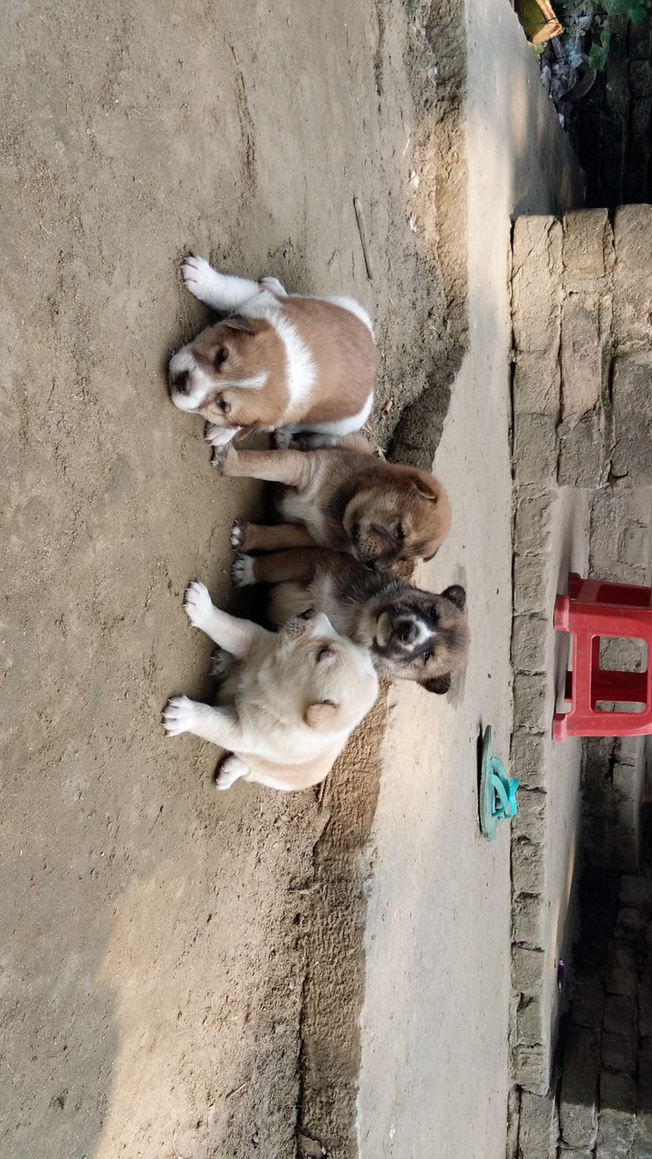 cute baby dog??????