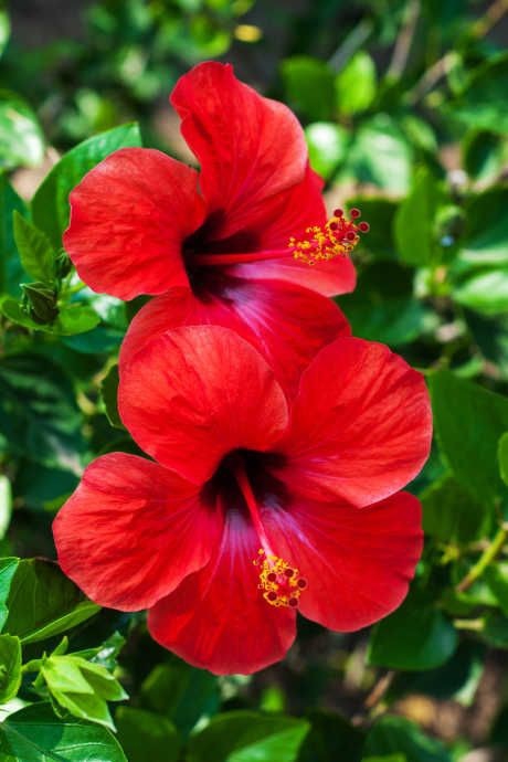 Hibiscus