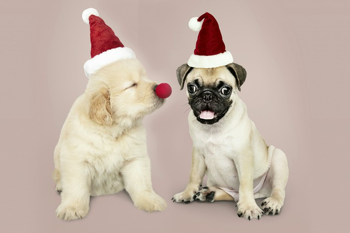 Cute Pets Ucef Nihan