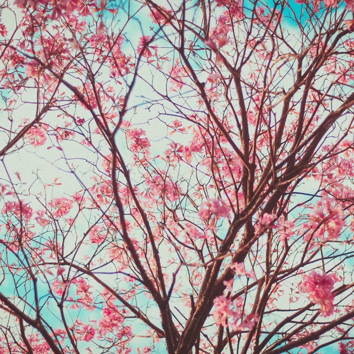 Cherry Blossom Season