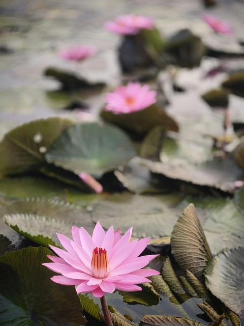 tapety flower, lotus
