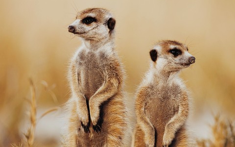 meerkats