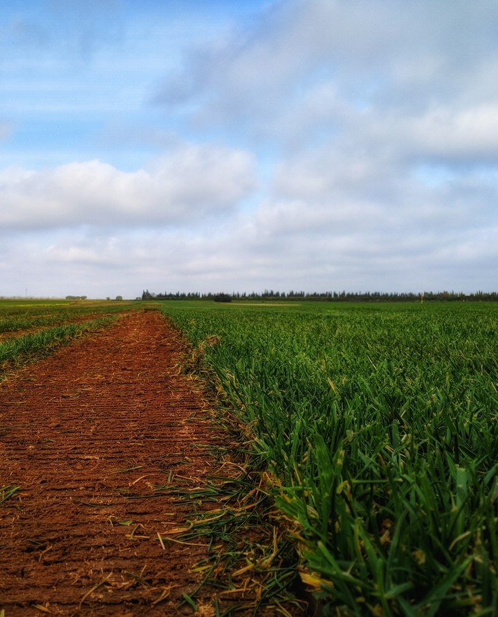 landscape